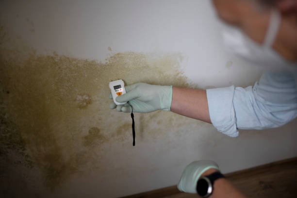 Why You Should Choose Our Mold Remediation Services in Embreeville, TN